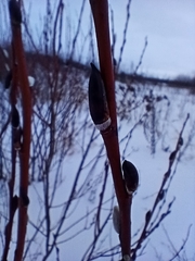 Salix acutifolia