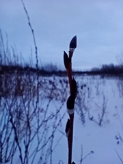 Salix acutifolia