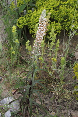 Digitalis lanata