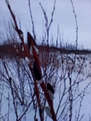 Salix acutifolia