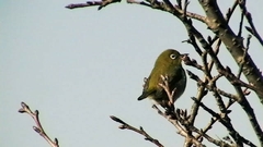 Zosterops japonicus