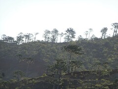 Araucaria rulei