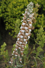 Digitalis lanata