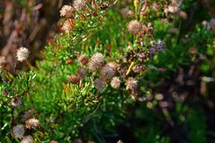 Limbarda crithmoides