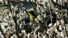 Zosterops japonicus