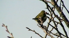 Zosterops japonicus
