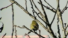 Zosterops japonicus