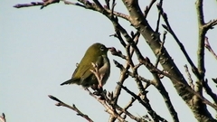 Zosterops japonicus