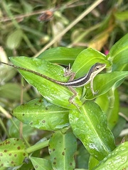 Anolis krugi