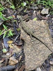 Urostrophus vautieri