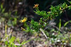 Limbarda crithmoides