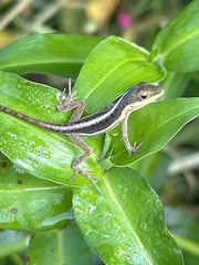 Anolis krugi