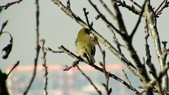 Zosterops japonicus