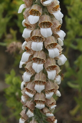 Digitalis lanata