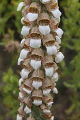Digitalis lanata