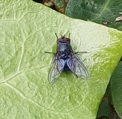 Calliphora vicina