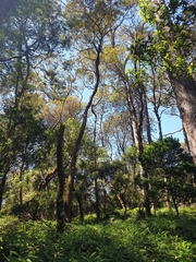 Banksia integrifolia
