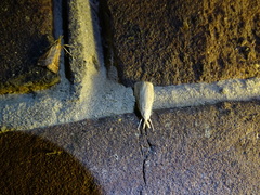 Calamotropha paludella