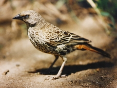 Histurgops ruficauda