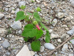 Hibiscus martianus