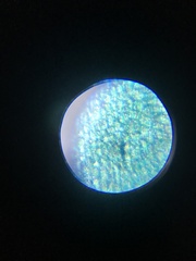 Hydrilla verticillata
