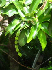 Arthroclianthus angustifolius