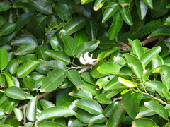 Arthroclianthus angustifolius