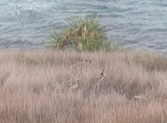 Malurus melanocephalus