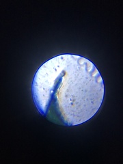 Hydrilla verticillata