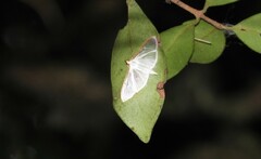 Palpita
