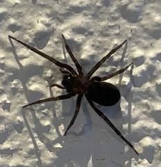 Kukulcania hibernalis