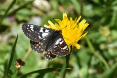 Euphydryas cynthia