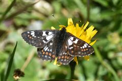 Euphydryas cynthia
