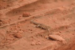 Uta stansburiana uniformis