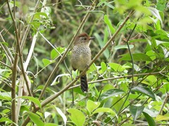 Thamnophilus ruficapillus