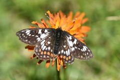 Euphydryas cynthia