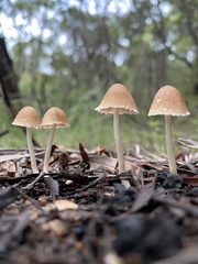 Candolleomyces