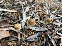 Candolleomyces