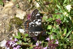 Euphydryas cynthia