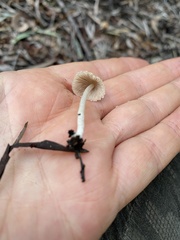 Candolleomyces