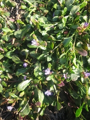 Sphaeromorphaea australis