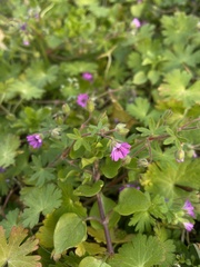 Geranium pusillum