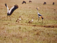 Balearica regulorum