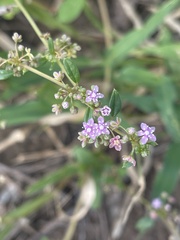 Gisekia pharnaceoides