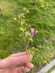 Geranium pusillum