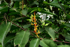 Heliconia schumanniana