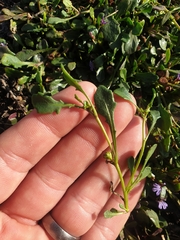 Sphaeromorphaea australis