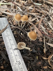 Candolleomyces