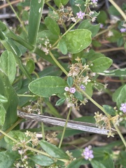 Gisekia pharnaceoides