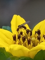 Mythicomyiidae